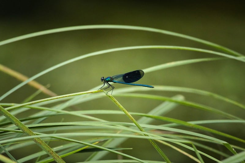 Dragon-Themed Plants