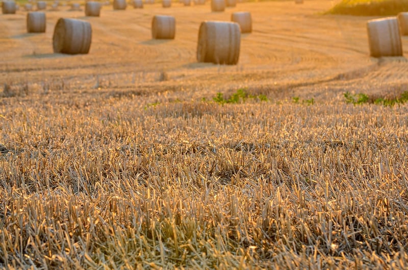 Magical Harvest Rituals